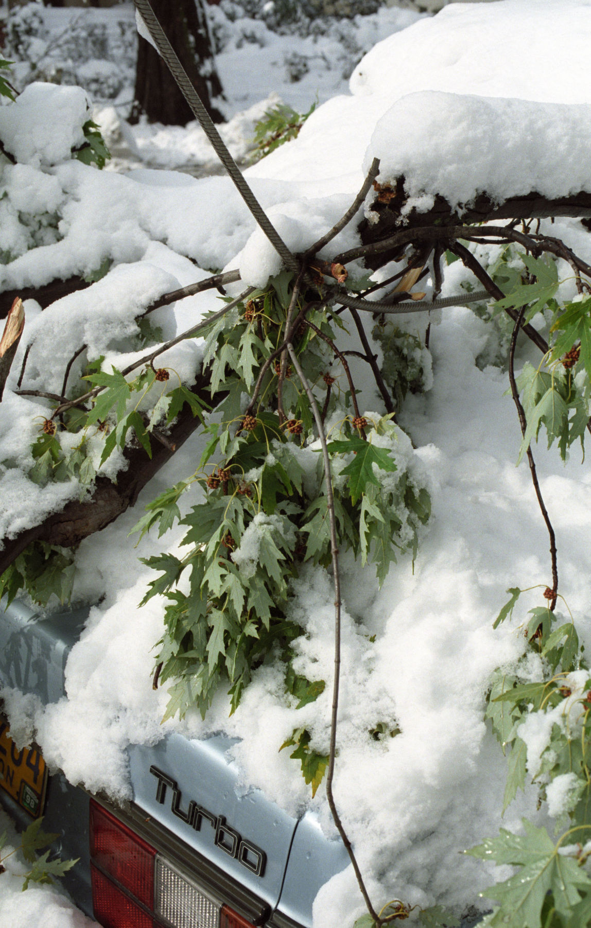 One after another, massive limbs and tree trunks were snapping from the weight of up to 2 feet of sodden snow.